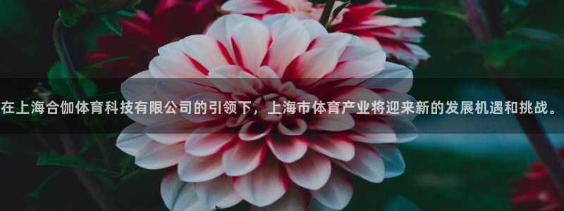 在上海合伽体育科技有限公司的引领下，上海市体育产业将迎来新的发展机遇和挑战。